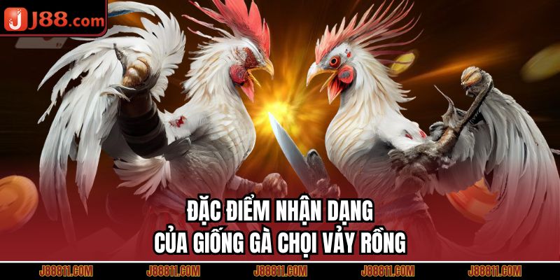 Đặc điểm nhận dạng của giống gà chọi vảy rồng